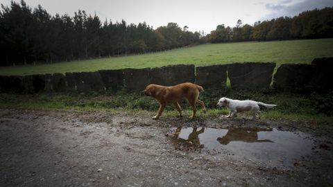 As� es el Cami�o Primitivo a su paso por el municipio de Lugo