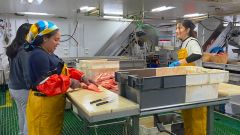 Los investigadores partieron hoy del puerto de St. Johns en Canad�