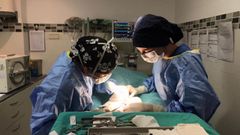 Una de las intervenciones quir�rgicas llevadas a cabo de manera gratuita por la asociaci�n SOS Asistencia Veterinaria