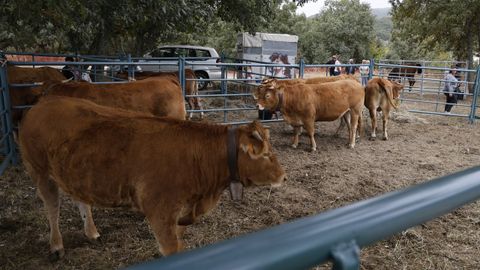 Feria Crianza Trevinca en A Veiga.
