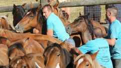 Las mejores�im�genes de la Rapa das Bestas de Vimianzo