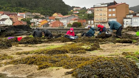 Mariscadores de Muros, sacando el bivalvo de las algas el pasado mes