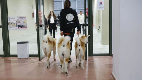 Exposici�n Canina de Galicia en Lugo