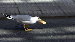 Una gaviota con un trozo de pan en el pico