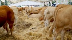 Vacas en la subasta que Acruga celebr� en junio en Adai (O Corgo)