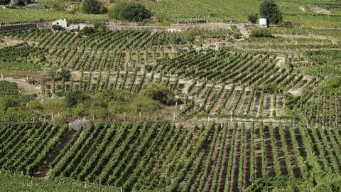 Viedos de O Ribeiro