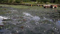 Bivalvo muerto en el banco de la Cooperativa R�a de Arosa