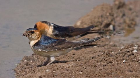  Golondrina d�urica (Cecropis daurica)