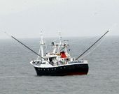 Curric�n o cacea se llama el m�todo con el que Galicia pesca bonito.
