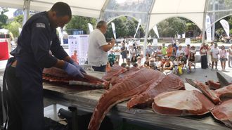 El ronqueo del at�n rojo ayer en el Vigo SeaFest, en los jardines de Montero R�os.