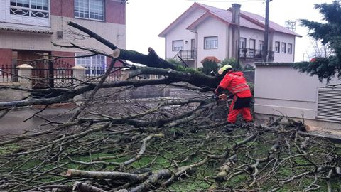 Miembros del GAEM de Ribeira tuvieron que talar un rbol que se vino abajo en Aguio