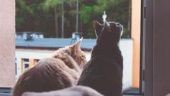 Dos gatos sentados junto a una ventana disfrutando de la vista exterior
