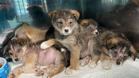 Estado en el que se encontraban los cachorros rescatados