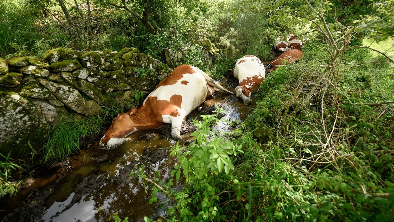 Del rayo que fulminó a 22 vacas en Rodeiro al cura camerunés que adora Galicia