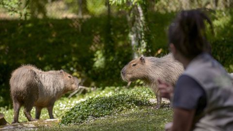 Imagen de archivo de dos capibaras.