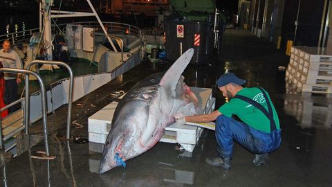 Un oceangrafo midiendo un marrajo en Vigo, en una imagen de archivo