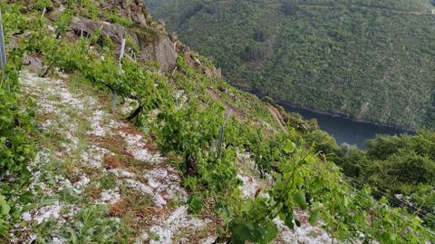 Granizo en un vi�edo de Amandi, fotografiado tras la tormenta del domingo