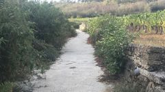 El PP de Ribadavia denuncian el mal estado de los algunos accesos a zonas agr�colas 