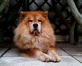 La chow chow �Selva� falleci� el 11 de julio