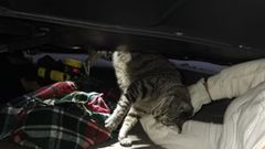 La gata no present� una fractura exterior pero est� ingresada en la Cl�nica Veterinaria de Abeiro.
