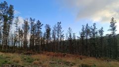 La banda marrn est presente en varias comarcas de Lugo y de otras zonas de Galicia 