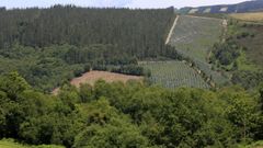 El eucalipto fue ganando terreno en los ltimos aos en municipios del interior de Lugo (en la imagen, Castroverde), aunque la moratoria supone un freno a esa situacin