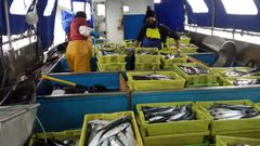 Tripulantes del barco gallego Playa de Sanxenxo, en el puerto de Avil�s, con la xarda que capturaron en la primavera del 2020