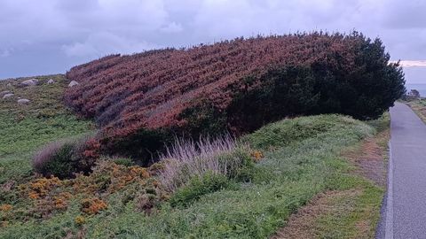 Unos pinos peinados por la combinaci�n de un viento de suroeste. 