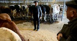 La secci�n de vacas de desvieje, en una foto de archivo. 