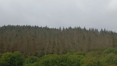 Montes de la zona de Meira en los que est presente la banda marrn, con la consiguiente preocupacin de los propietarios