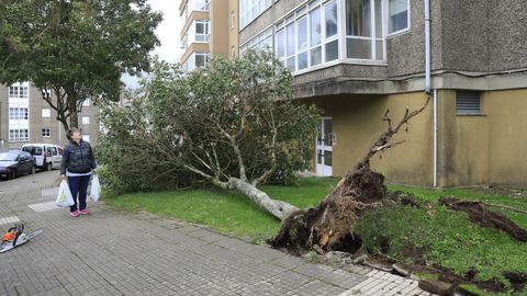 rboles tirados por el viento en Santiago