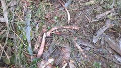 Restos de un ternero supuestamente comido por lobos