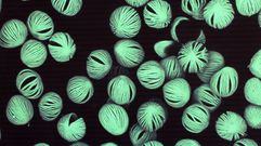 Once obras de arte de laboratorio