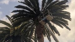 El Concello ribadense contrat� los servicios de una empresa para luchar contra el picudo rojo que acaba con las palmeras