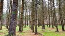 Monte plantado de pinos en el municipio de Guitiriz 