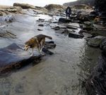 Hay ahora en tramitaci�n dos iniciativas en marcha en A Mari�a para poder acceder con perros. 