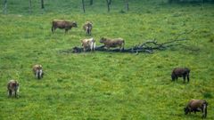 Vacas pastando en un prado bajo la lluvia en Salas