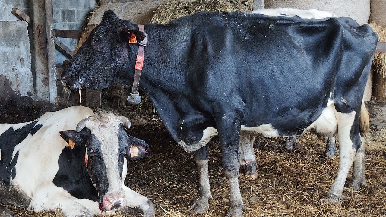 las vacas matan perros