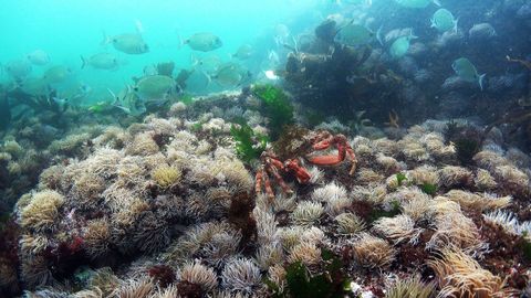 Antes. El arrecife de las islas Ces cubierto de anmonas y seres vivos en el 2015.