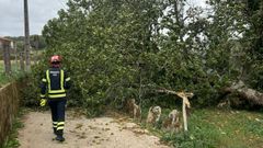 �rbol ca�do en As Somozas, en la parroquia de Botos.