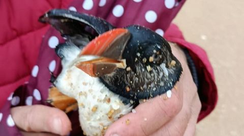 Un frailecillo rescatado en A Lanzada