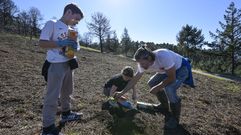 Reforestaci�n en el monte Pituco