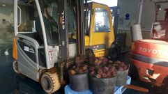 Portonovo es una de las lonjas de las R�as Baixas que factura erizo de mar