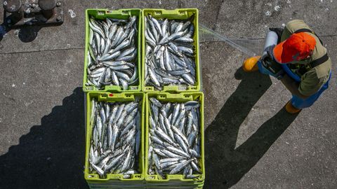 Descarga de sardina en el puerto de Ribeira
