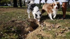 Dos perros juegan junto a un hoyo en el parque canino de Caranza.