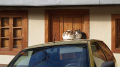 Dos gatos sobre un coche en una calle de Monforte