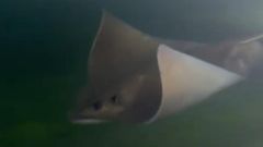 Rayas nadando en el muelle de A Pobra