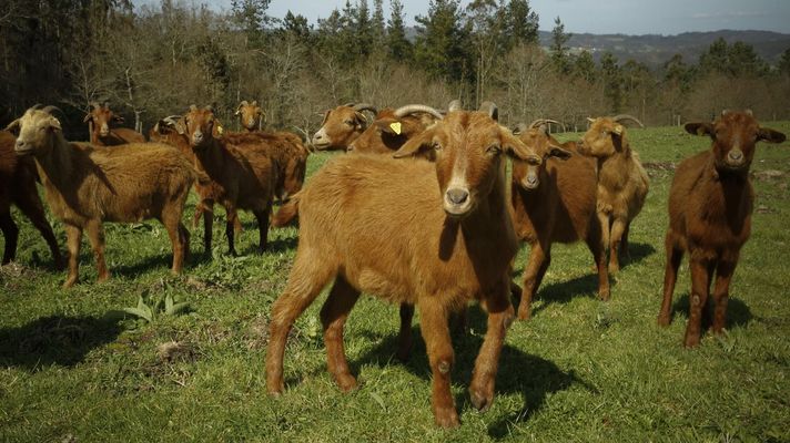 Ejemplares de Cabra Galega en una explotaci�n de la comunidad