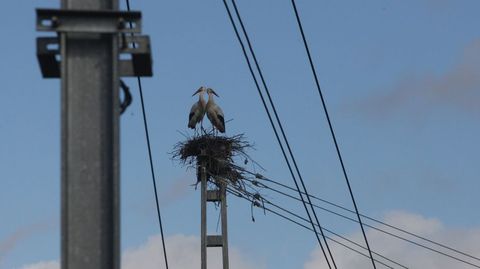 En estos momentos ya hay cerca de una veintena de nidos reconstruidos solo en la zona de la catenaria m�s cercana a la estaci�n de tren de Monforte