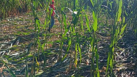 Destrozos del jabalí en una finca de maíz de Mazaricos